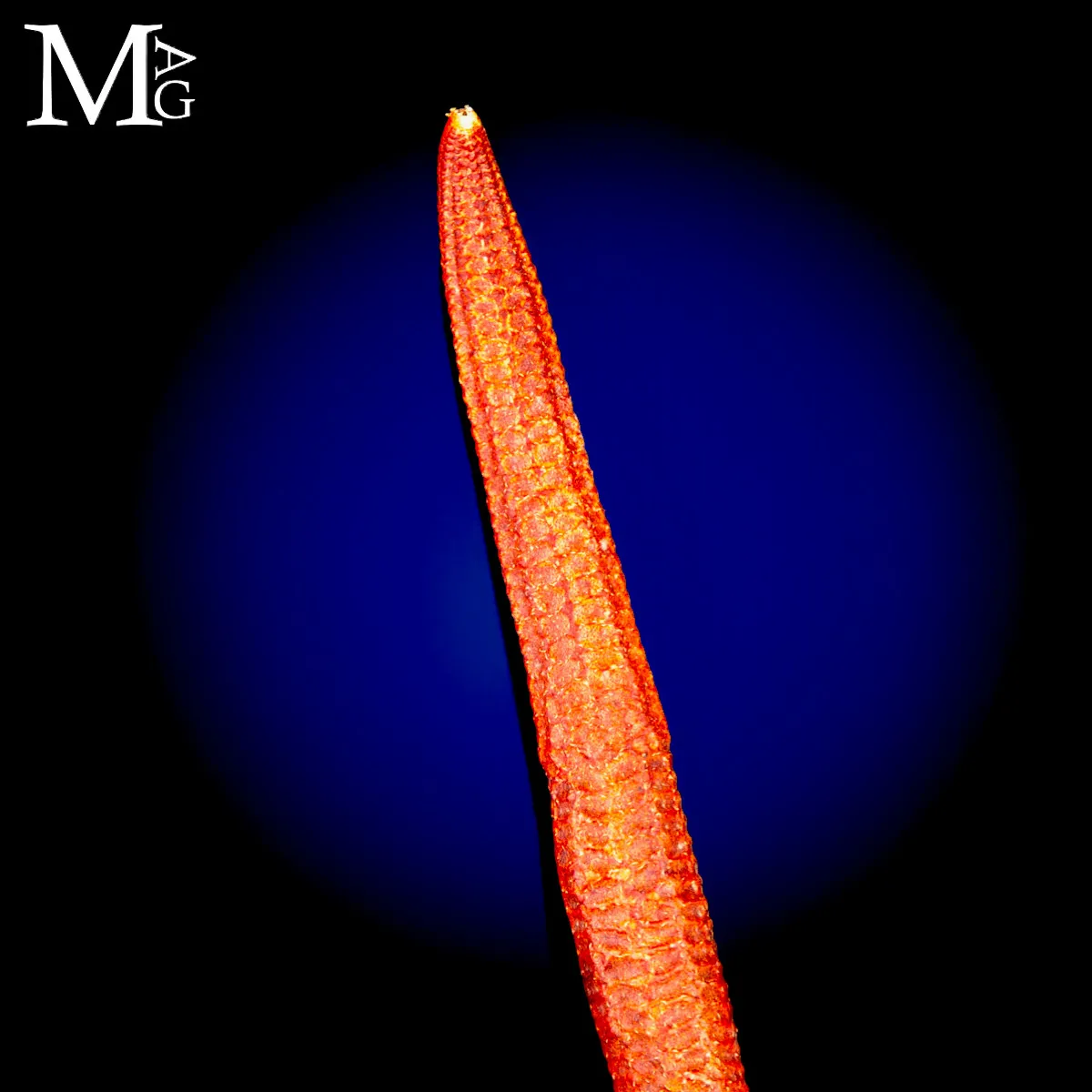 Stella Marina Rossa Gigante - Ophidiaster Ophidianus.