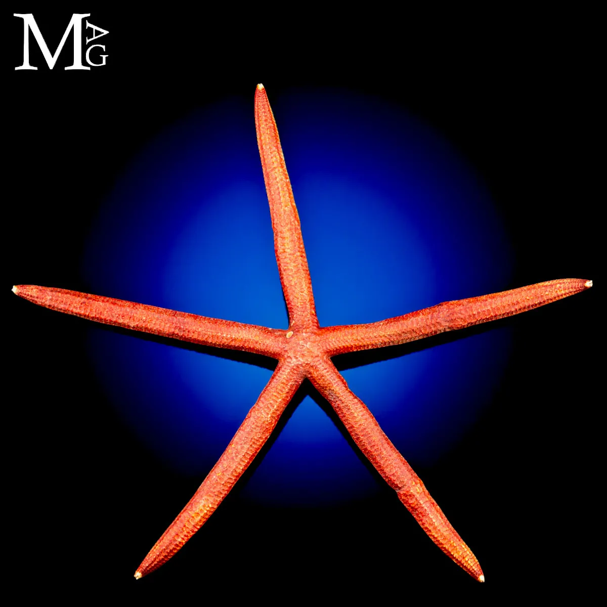 Stella Marina Rossa Gigante - Ophidiaster Ophidianus.