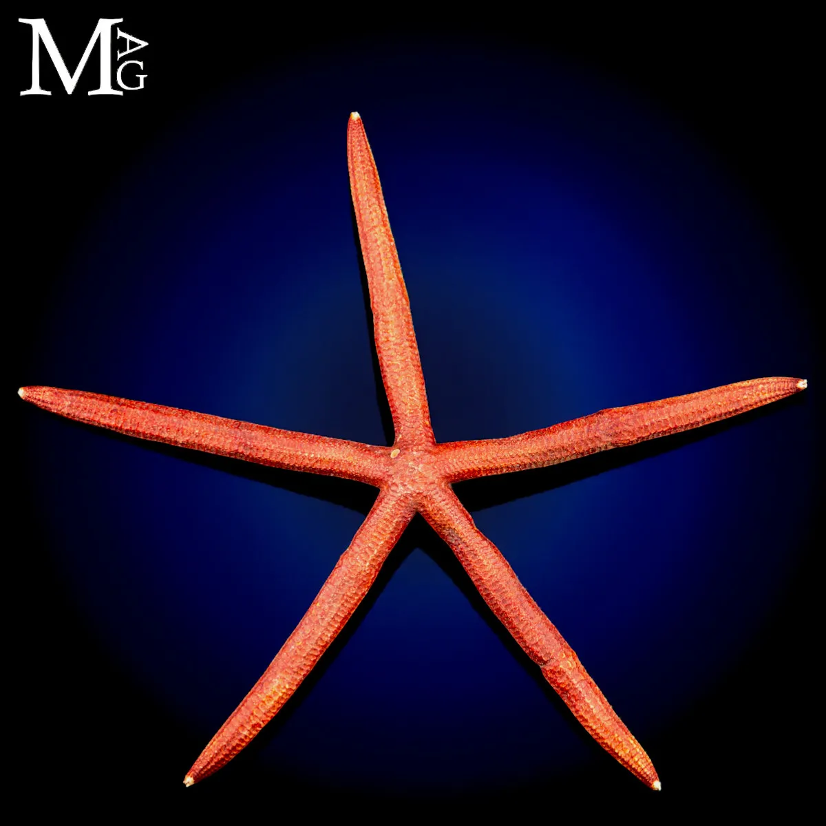 Stella Marina Rossa Gigante - Ophidiaster Ophidianus.