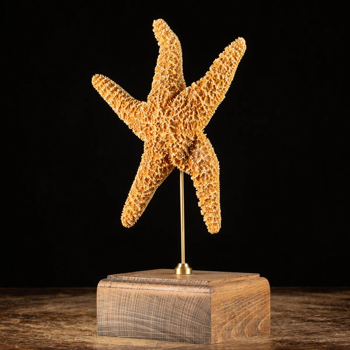 Stella Marina su Piedistallo