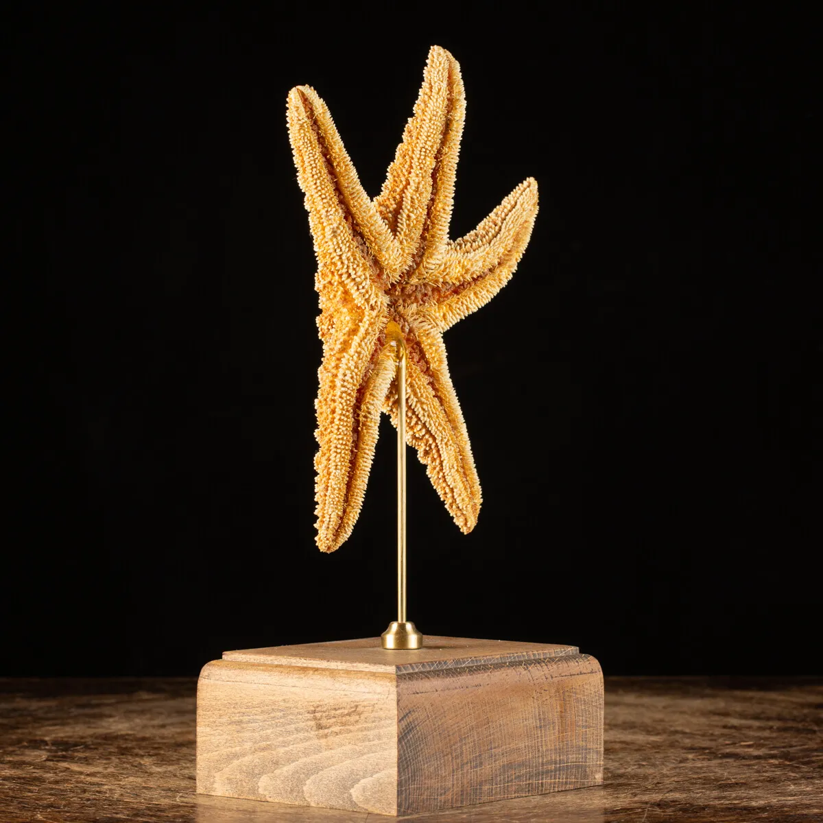 Stella Marina su Piedistallo