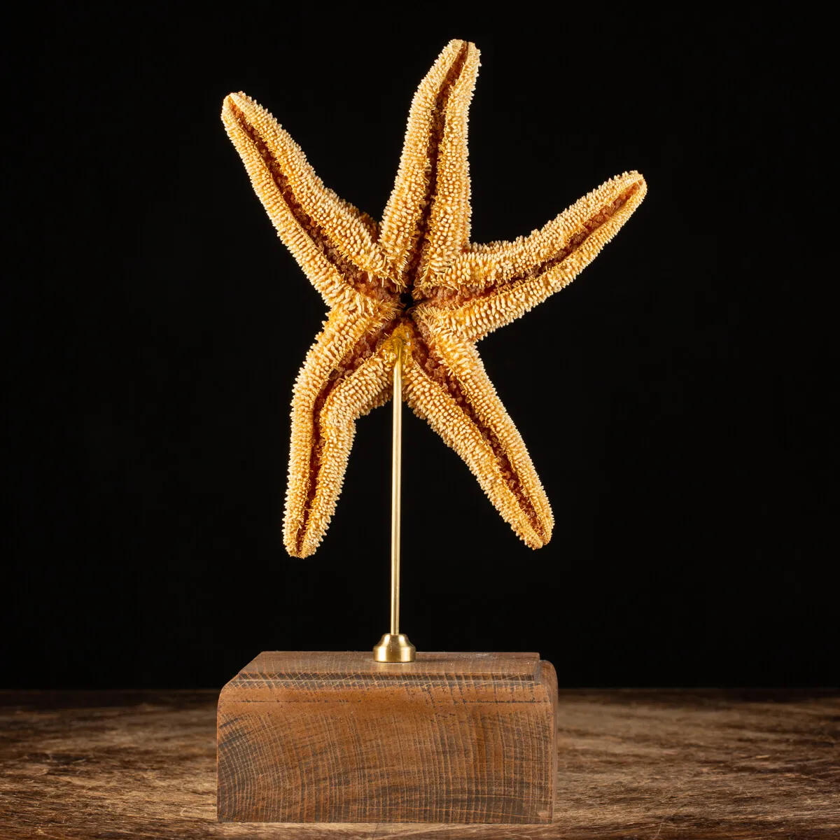 Stella Marina su Piedistallo