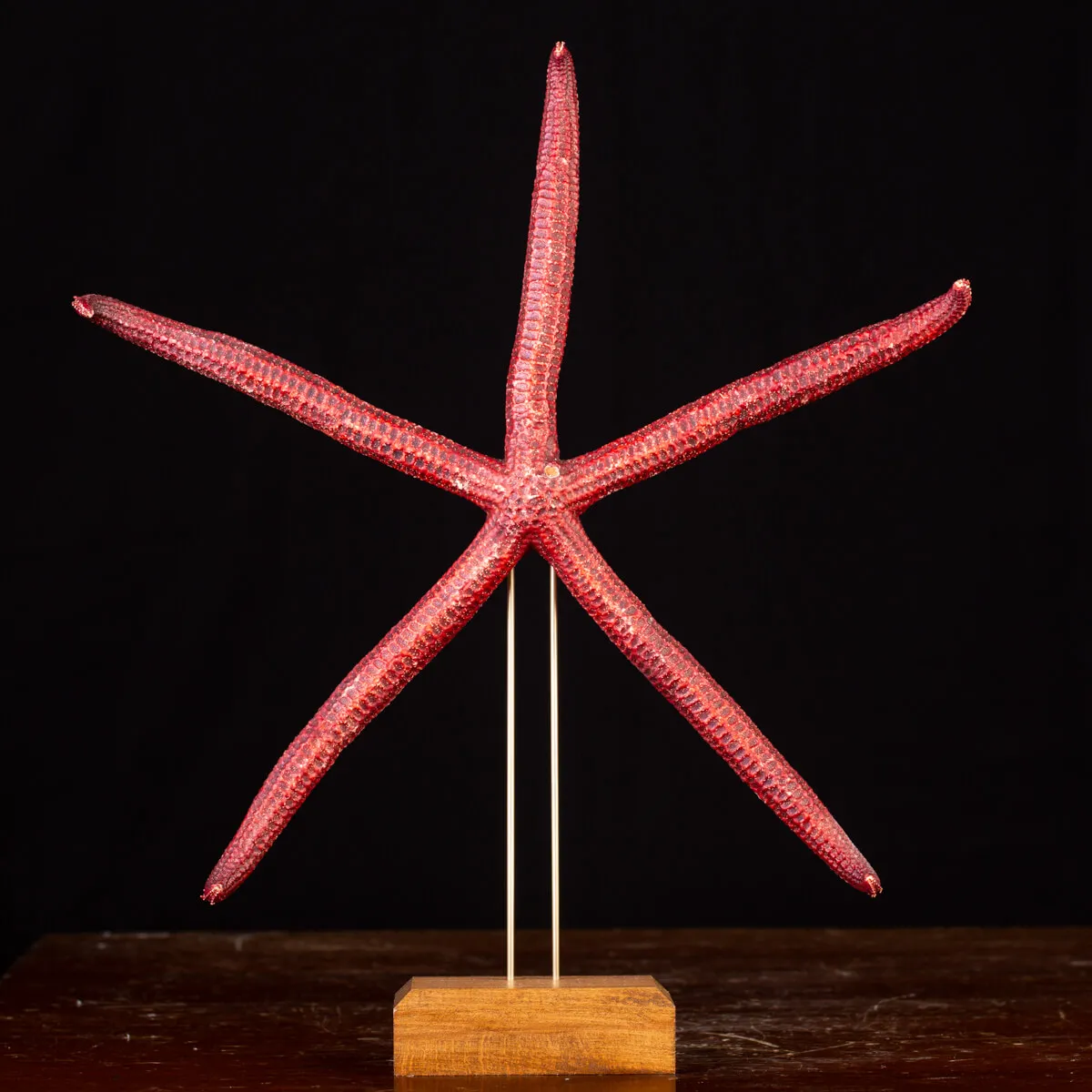 Stella Marina: Ophidiaster Ophidianus.