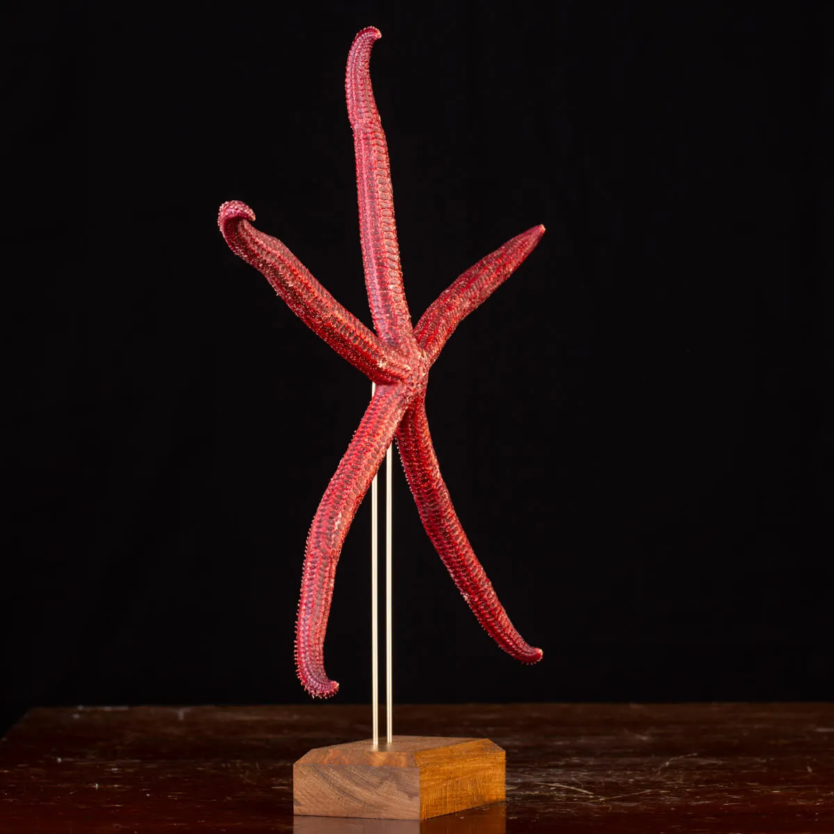 Stella Marina: Ophidiaster Ophidianus.