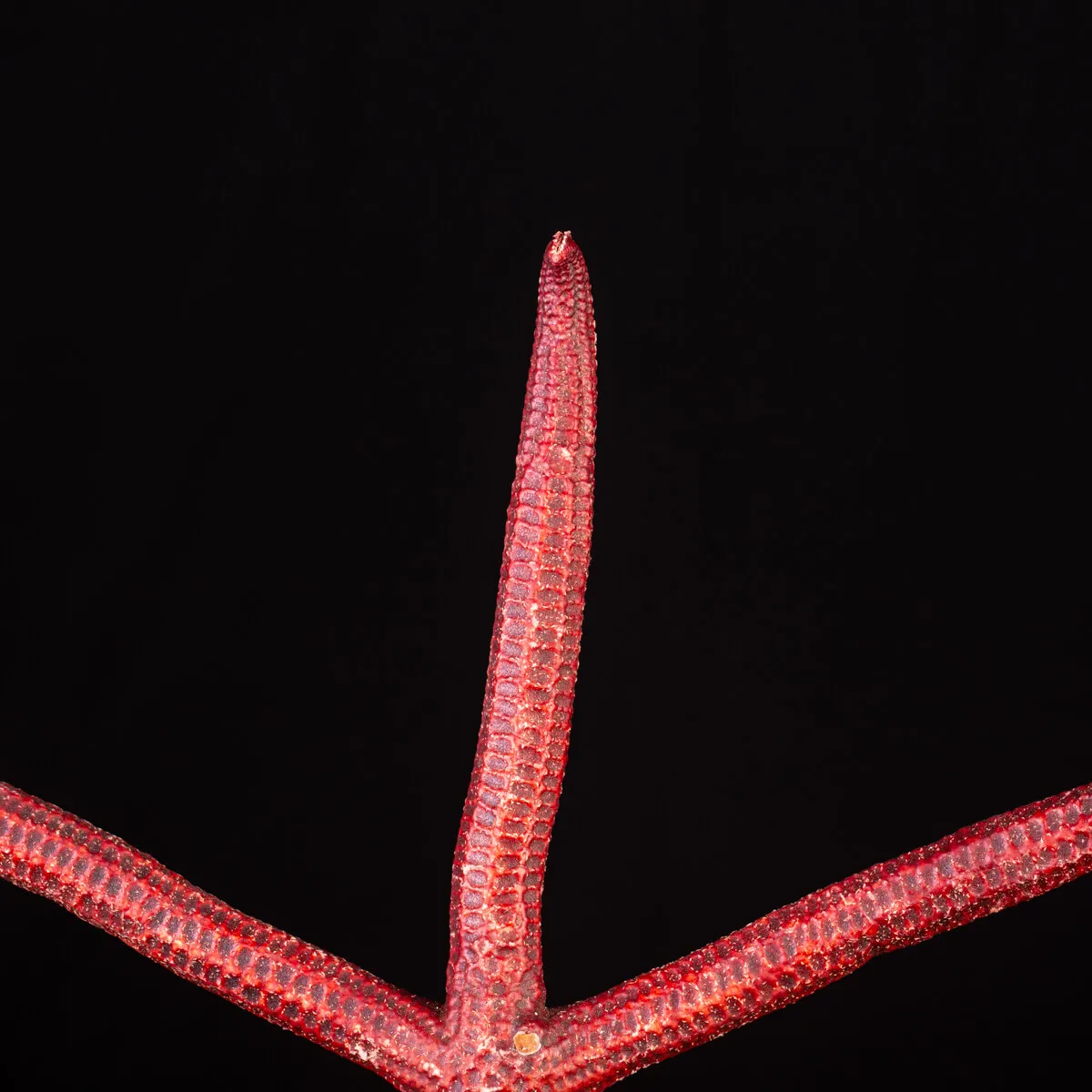 Stella Marina: Ophidiaster Ophidianus.