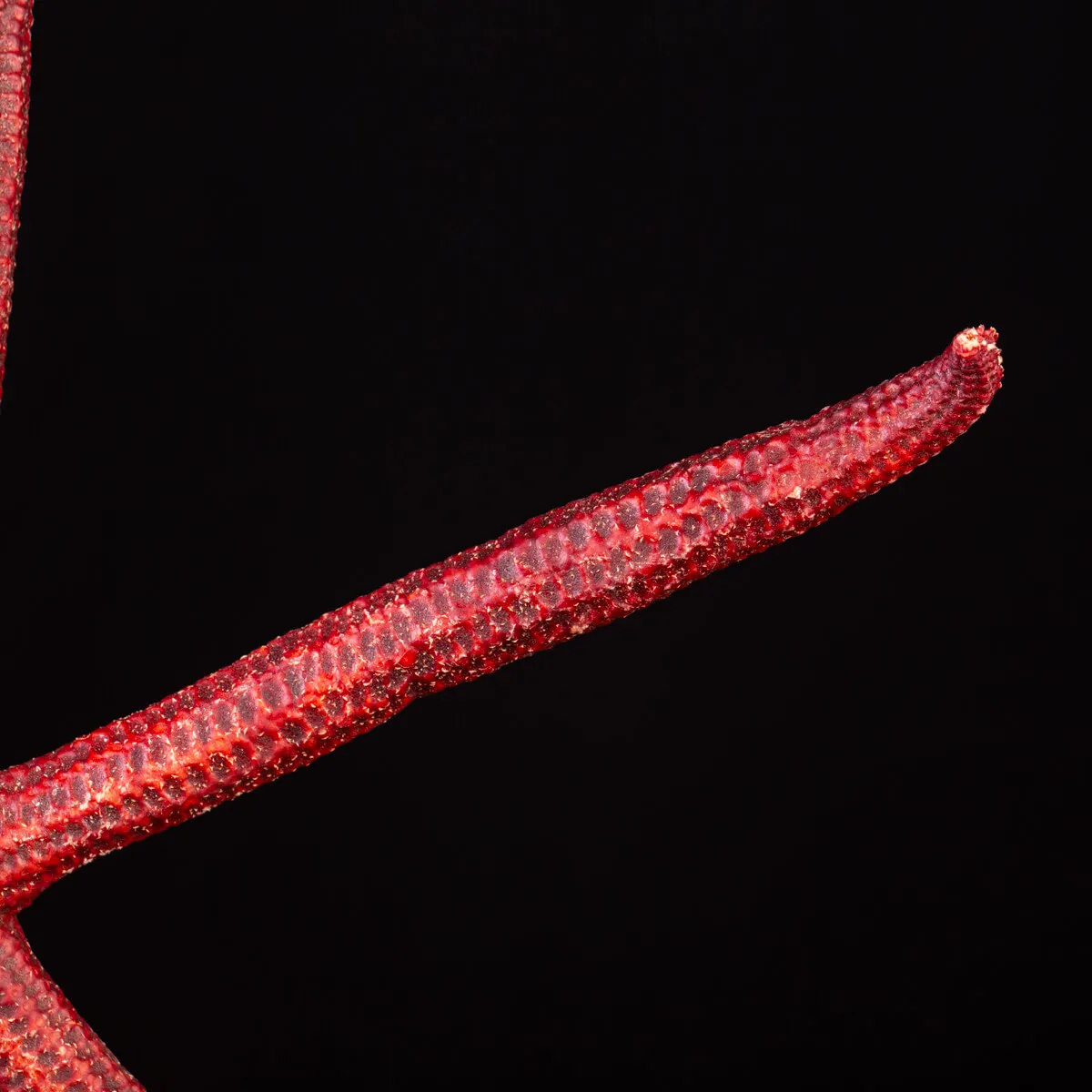 Stella Marina: Ophidiaster Ophidianus.