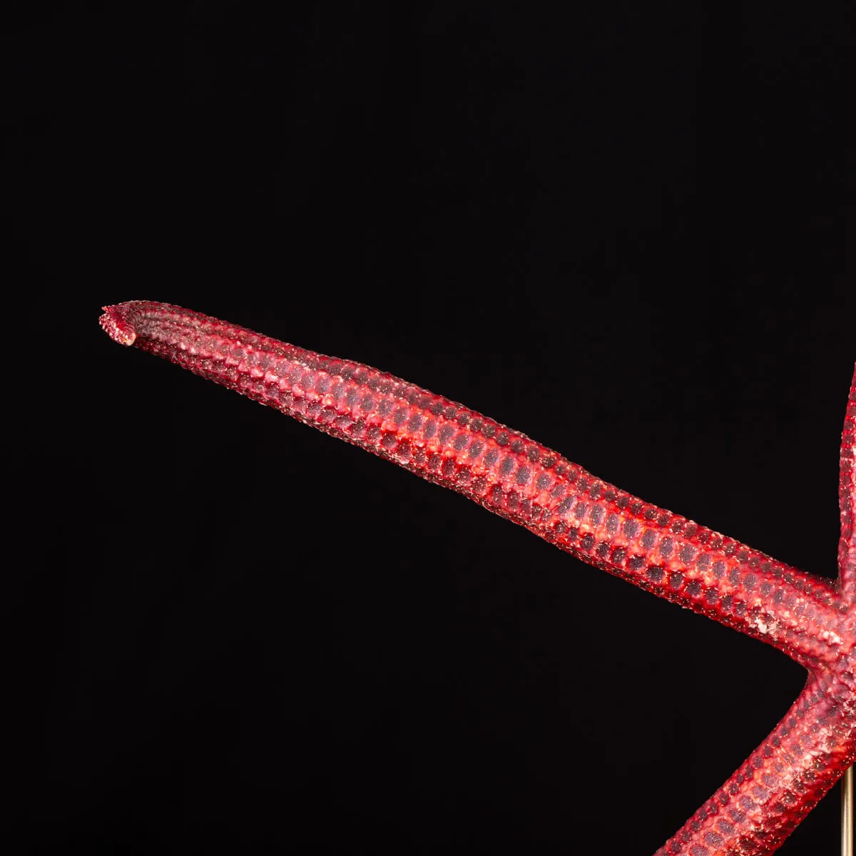 Stella Marina: Ophidiaster Ophidianus.