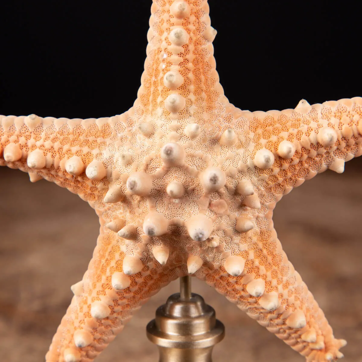 Stella di Mare su base in Ottone.