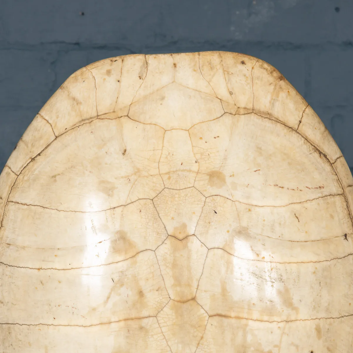 Carapace Tartaruga Albina su Piedistallo