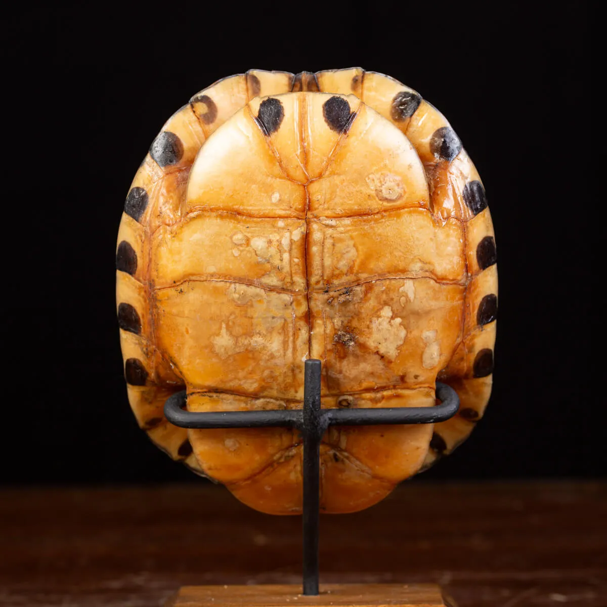 Carapace di Tartaruga Trachemys Decussata su Base in Legno.