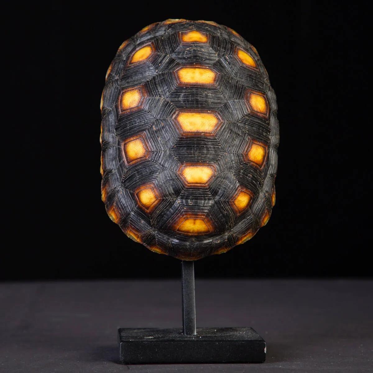 Carapace tartaruga Chelonoidis Carbonarius