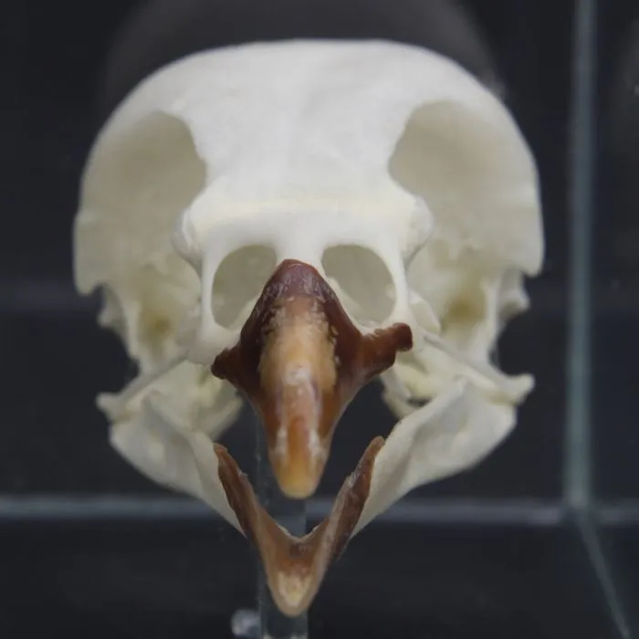 Teschio di Taccola - Corvus Monedula
