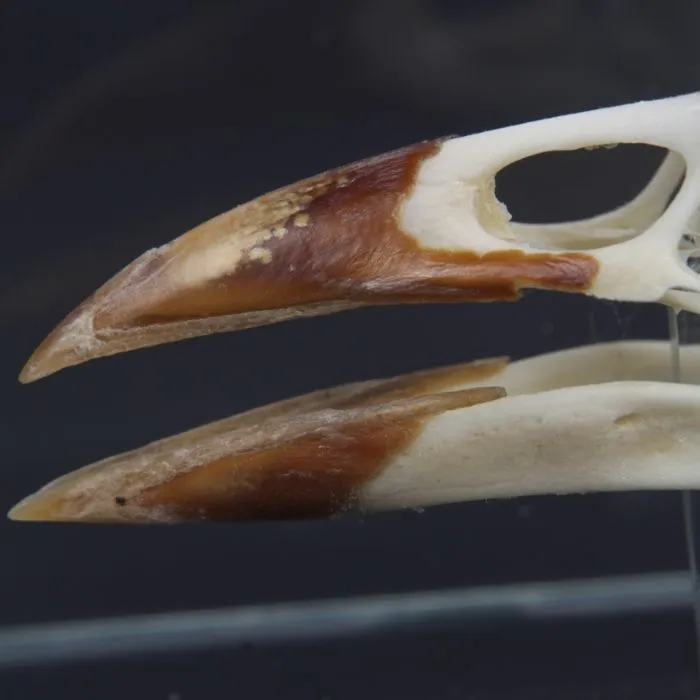 Teschio di Taccola - Corvus Monedula