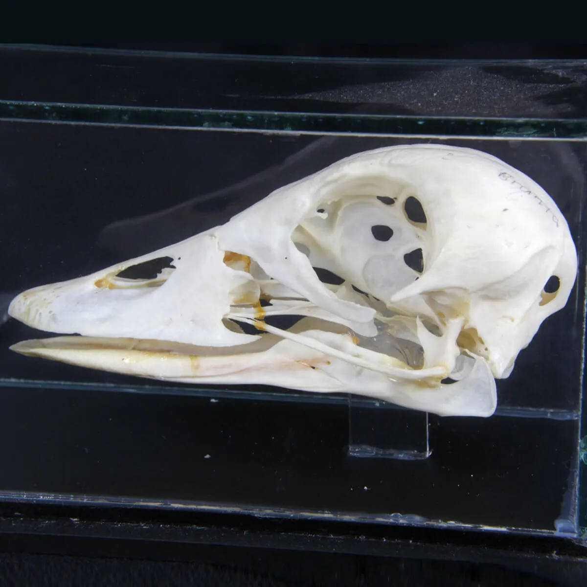 Teschio di Oca Collorosso - Branta Ruficollis