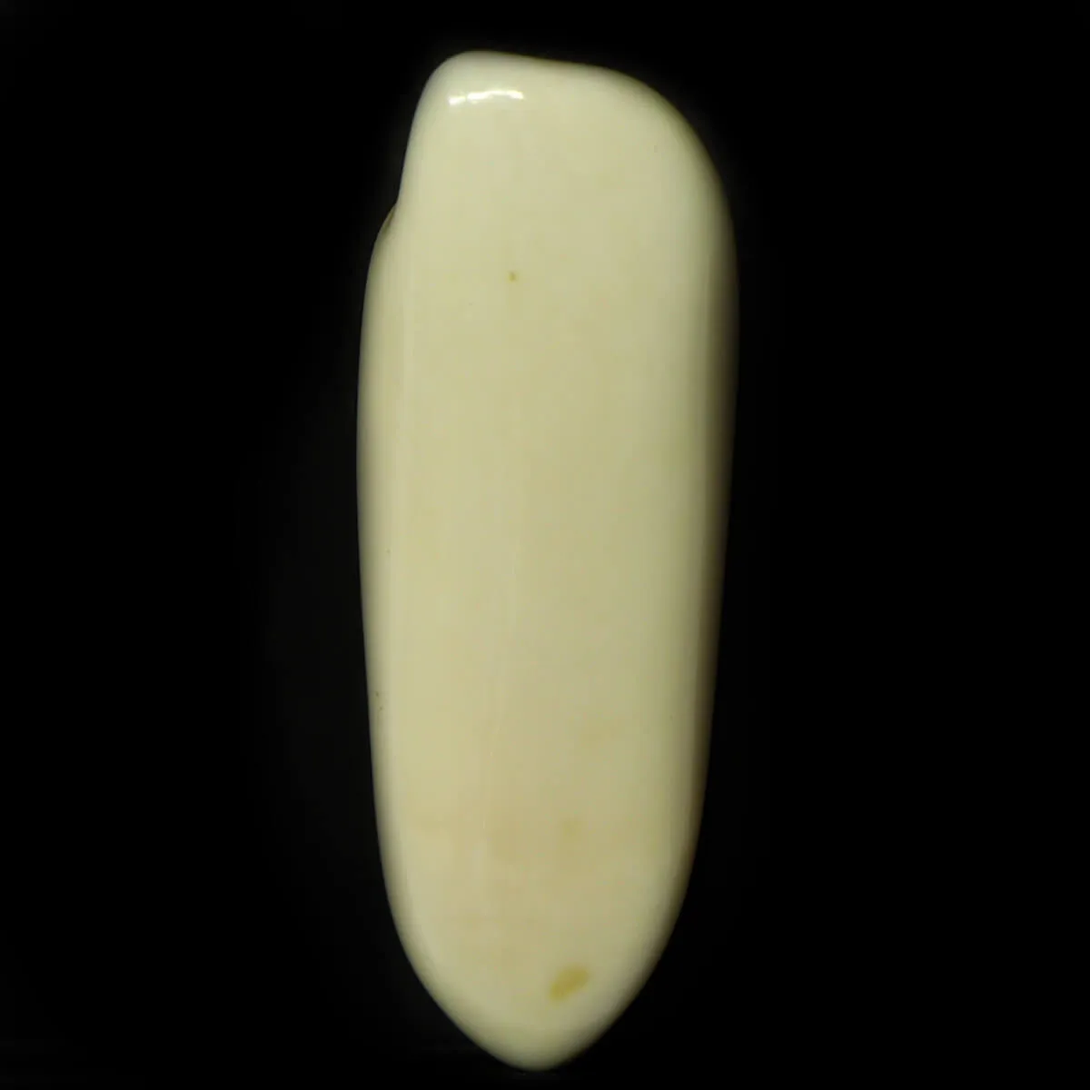Dente di Tricheco