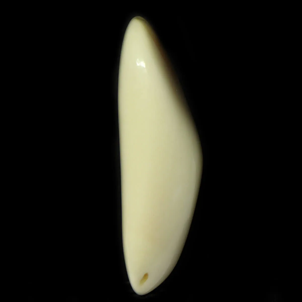 Dente di Tricheco