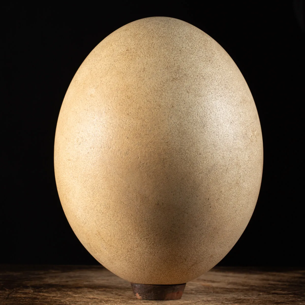 Uovo di Aepyornis (completamente intregro)