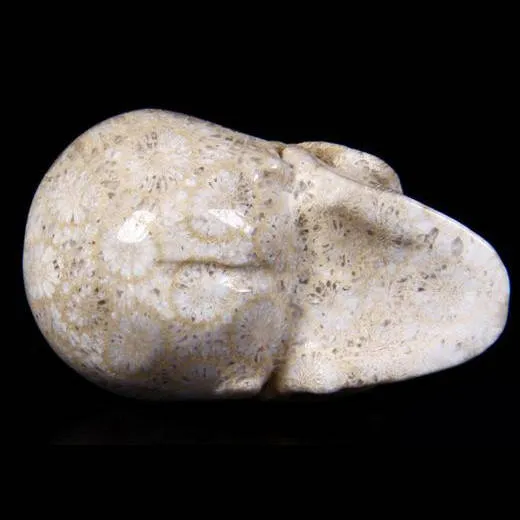 Teschio di Corallo Fossile