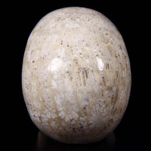 Teschio di Corallo Fossile