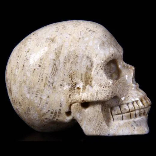Teschio di Corallo Fossile