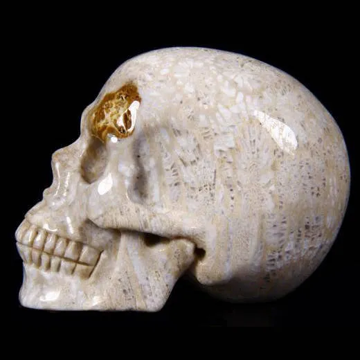 Teschio di Corallo Fossile
