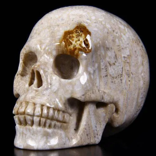 Teschio di Corallo Fossile