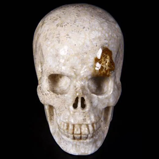 Teschio di Corallo Fossile