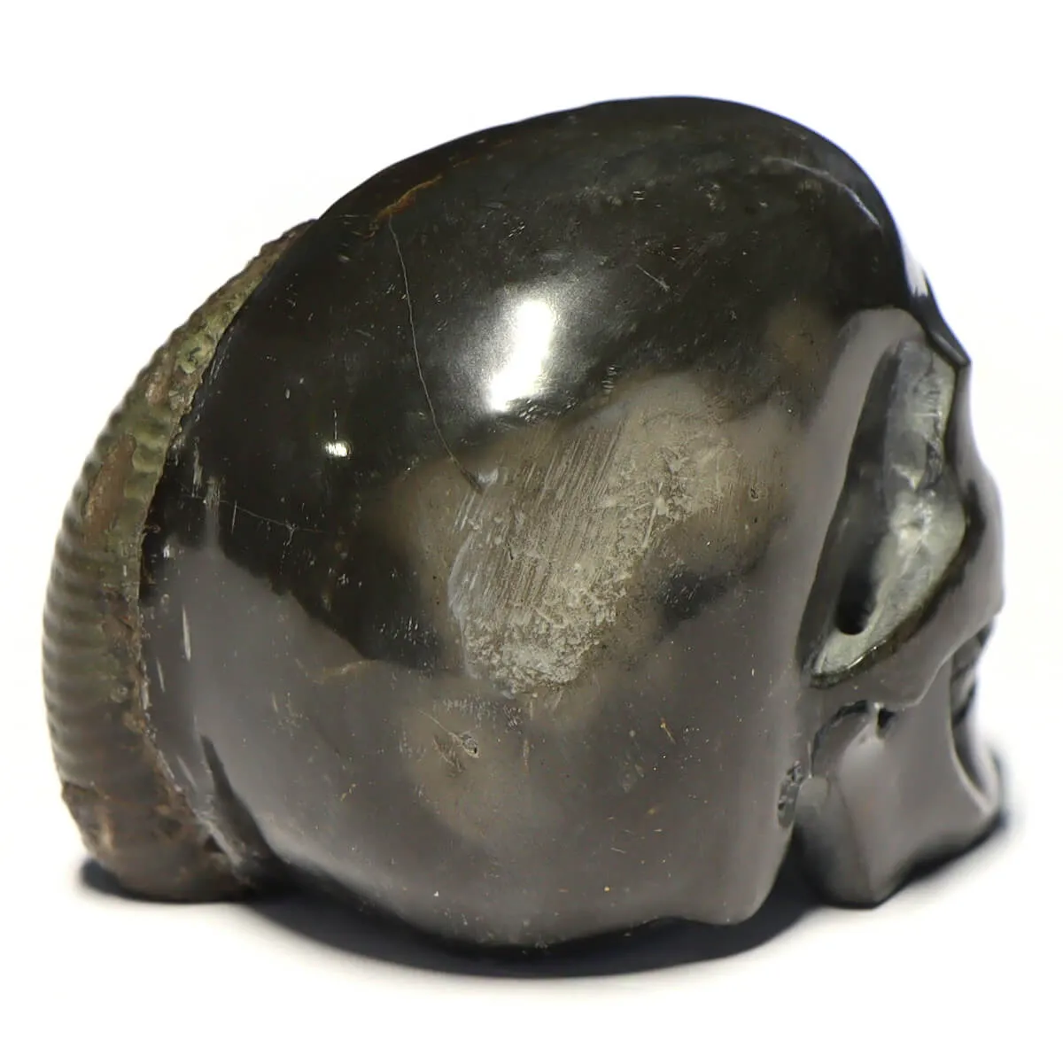 Teschio di Pirite con Ammonite
