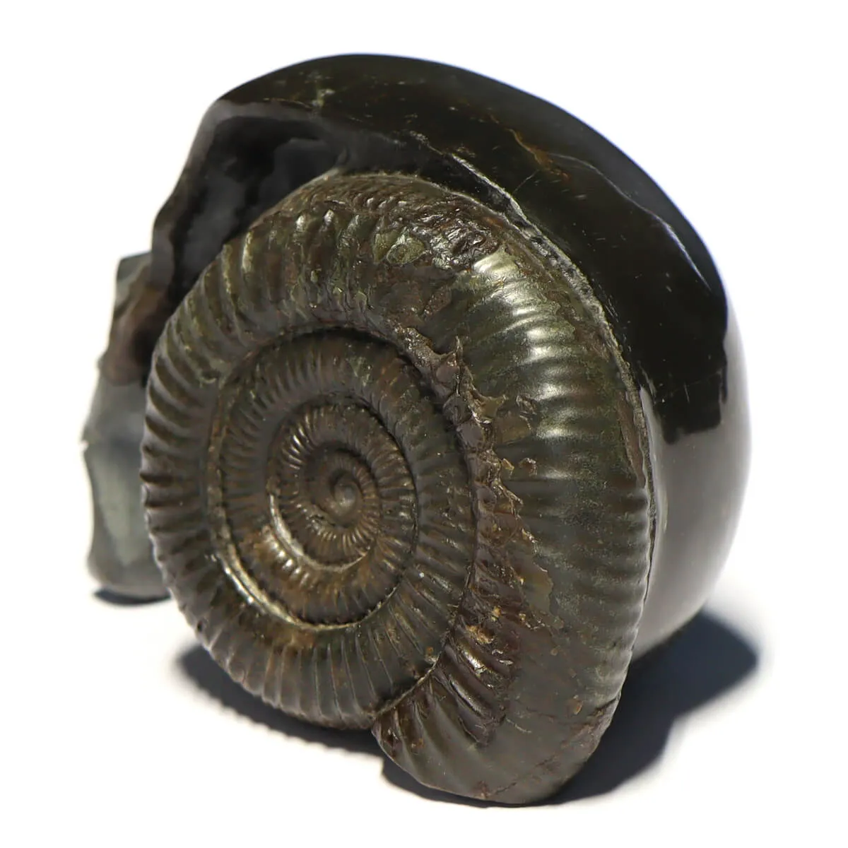 Teschio di Pirite con Ammonite