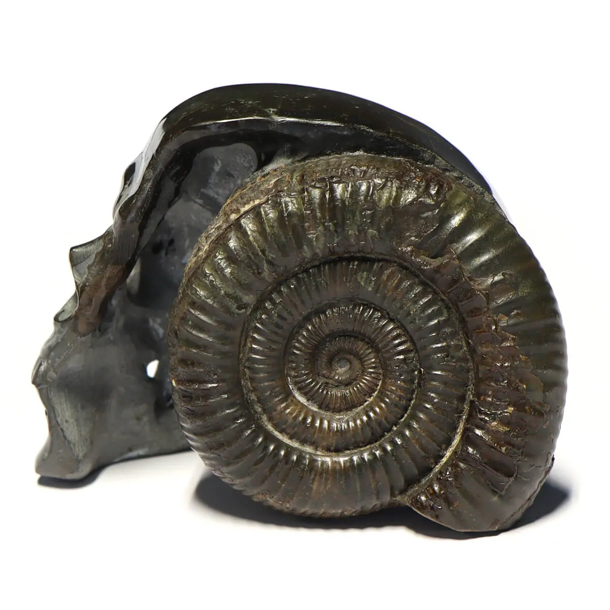 Teschio di Pirite con Ammonite