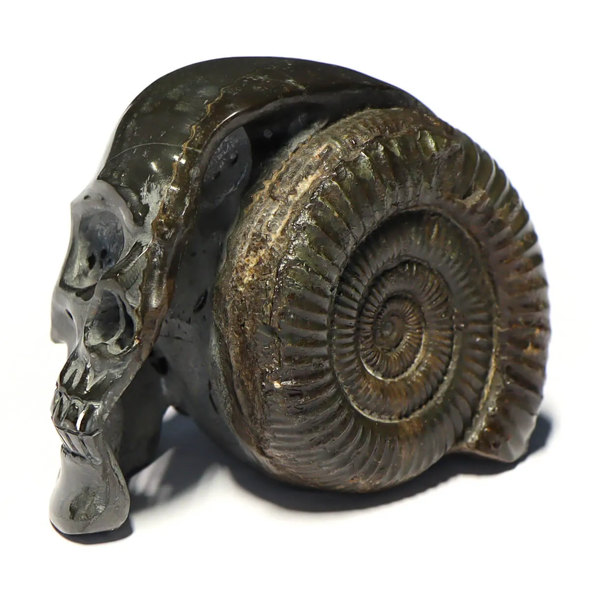 Teschio di Pirite con Ammonite