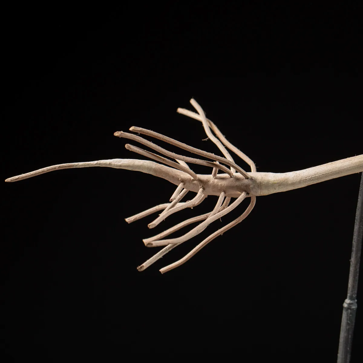 Antico Modello Anatomico Fiore 