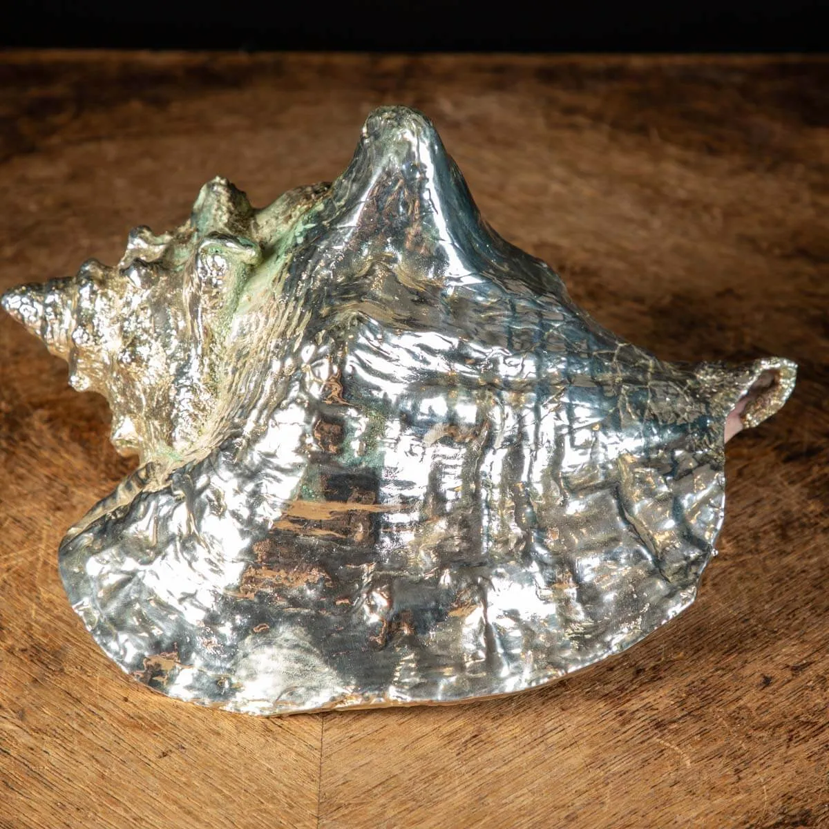 Conchiglia Strombus gigas placcata in argento - Eleganza Naturale.