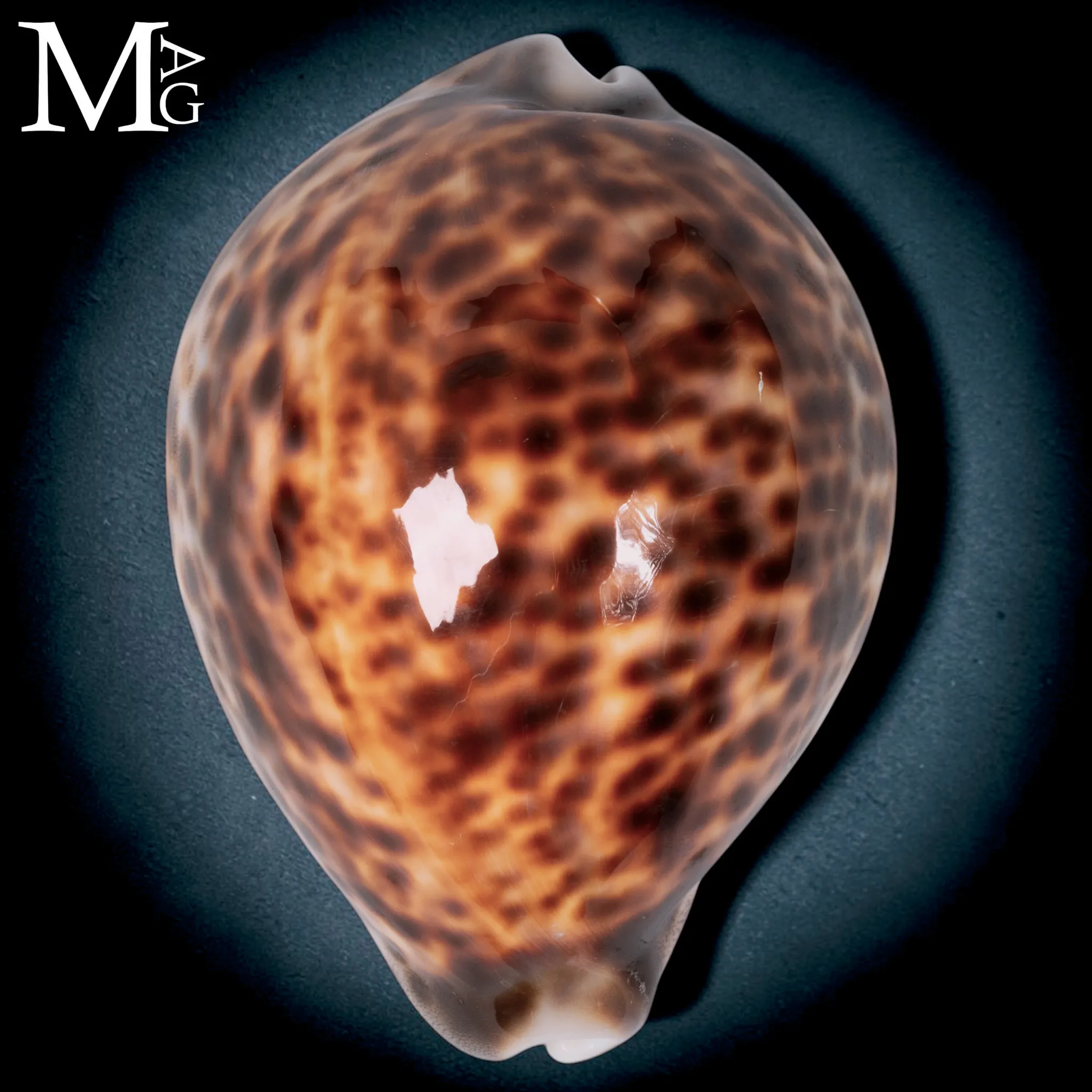 Cypraea Tigris Tigris - Madagascar - Fort Dauphin - 107,5 mm