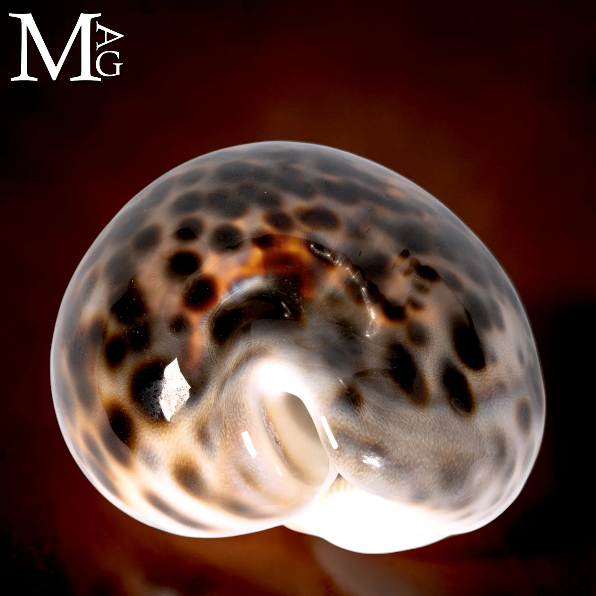 Cypraea Tigris Schilderiana – Hawaii