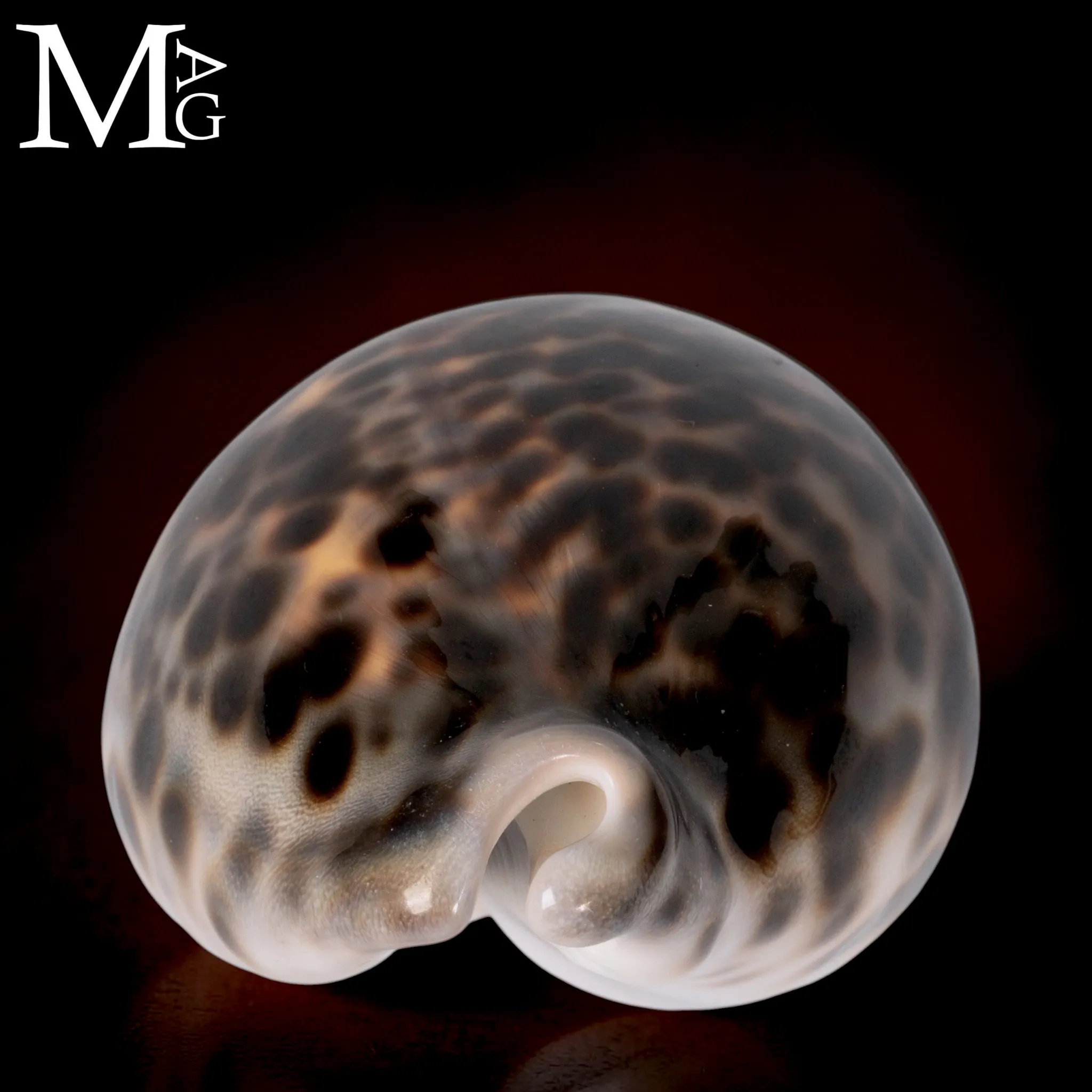 Cypraea Tigris Schilderiana – Hawaii
