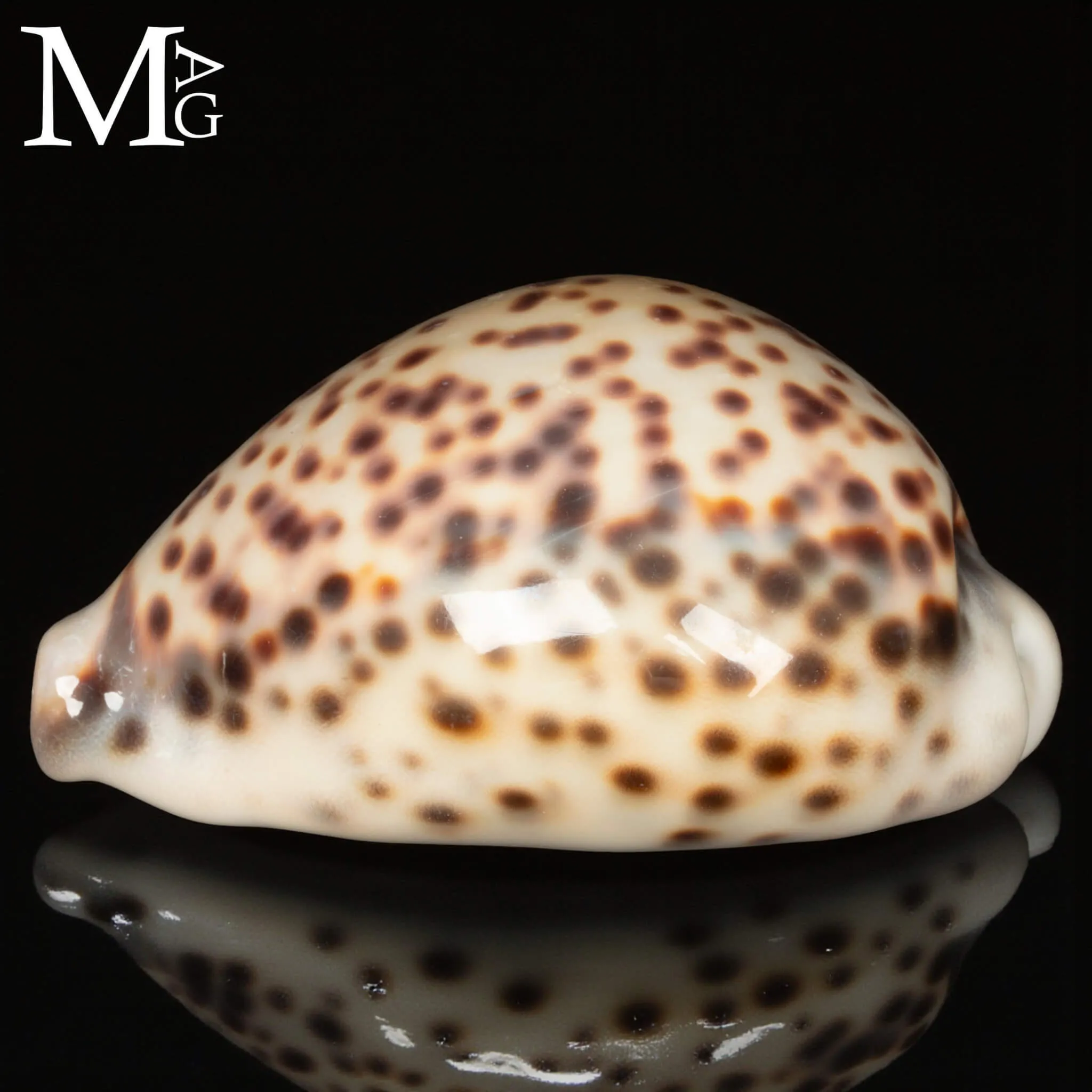 Cypraea Tigris Tigris - Vohemar