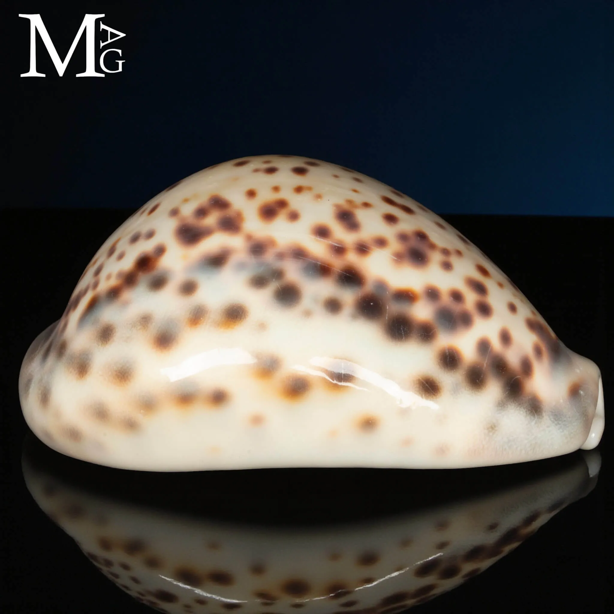 Cypraea Tigris Tigris - Vohemar