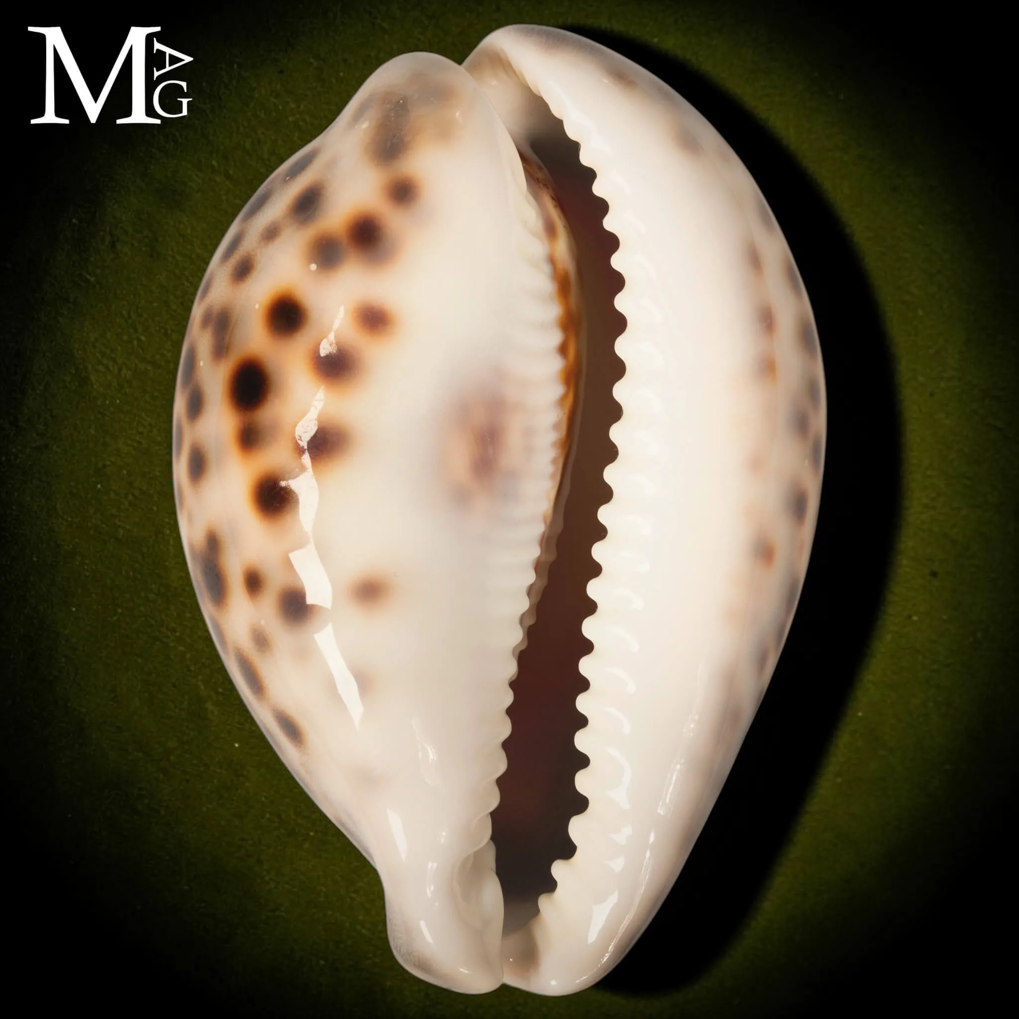 Cypraea Tigris Tigris - Madagascar - Vohemar - 101,5 mm