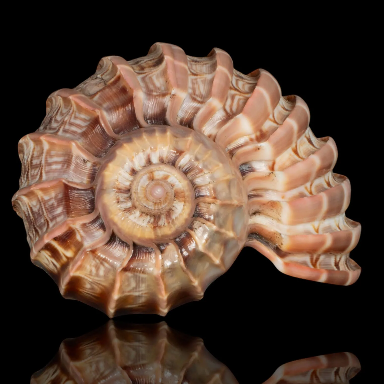 Harpa Cabriti f. Multicostata.