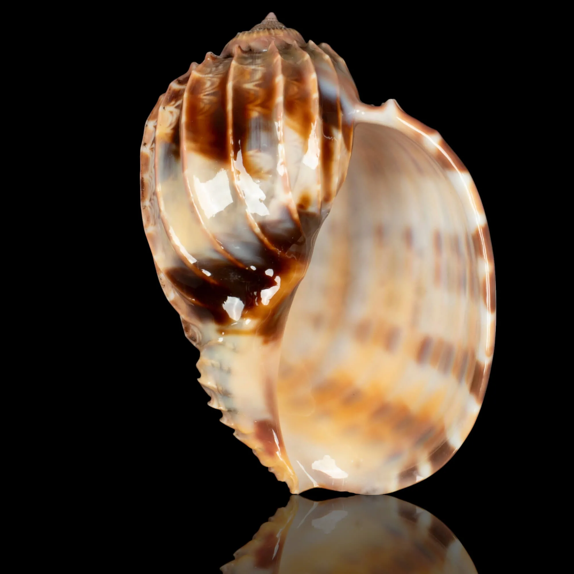Harpa Cabriti f. Multicostata.
