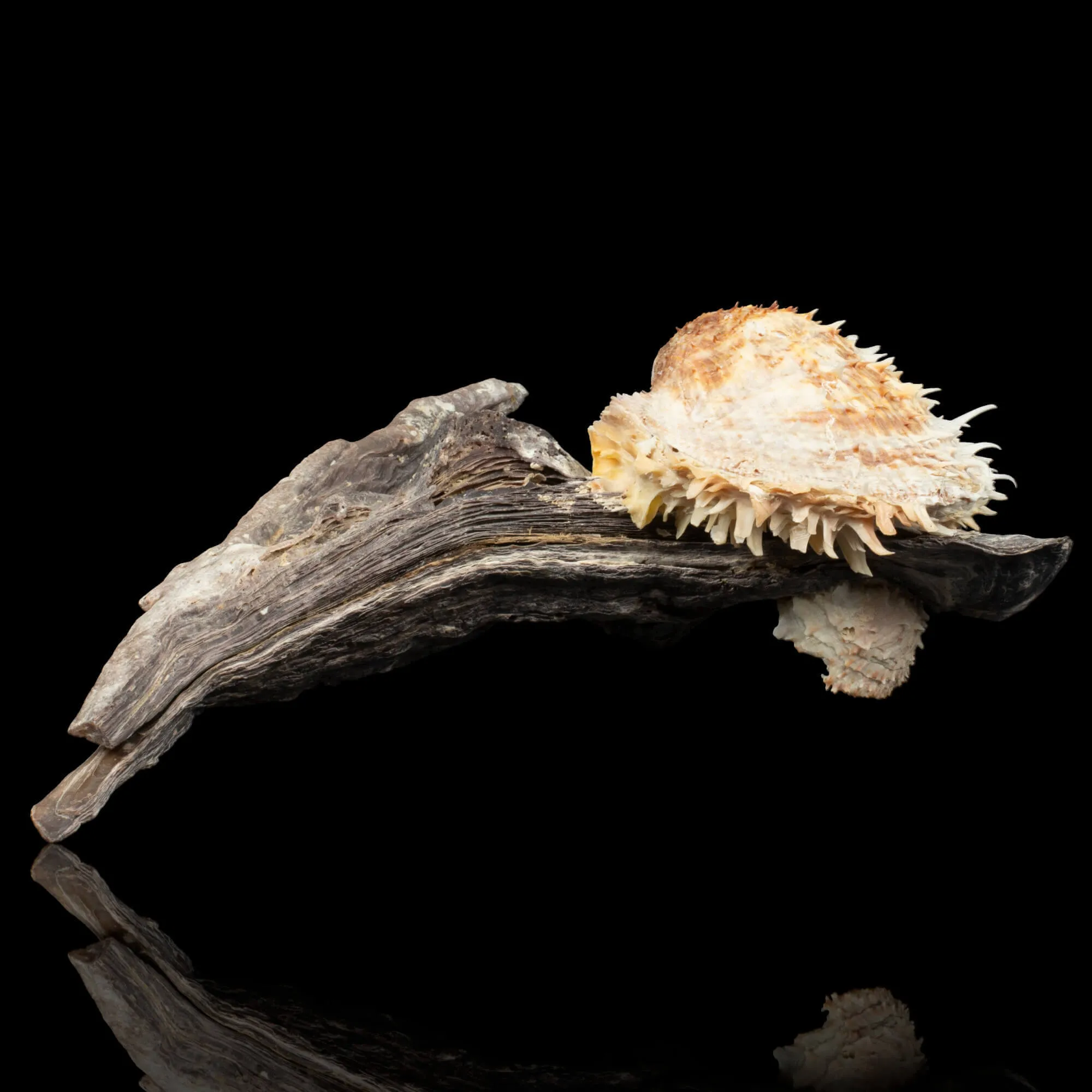 Malleus Malleus simbiosi Spondylus Spinoso.