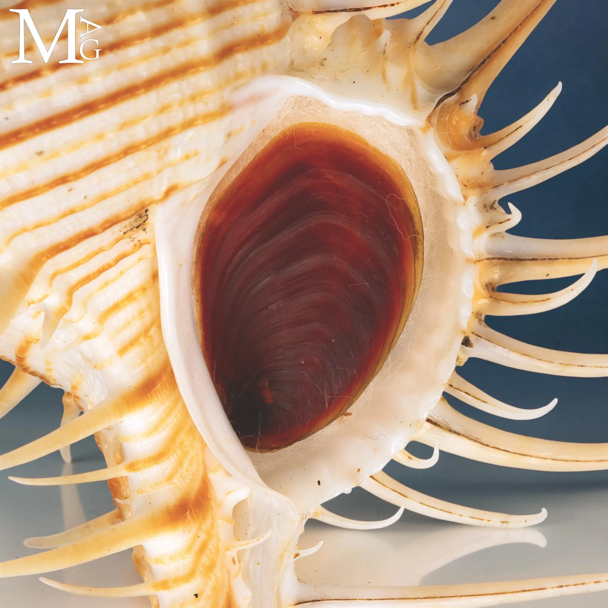 Troschel’s Murex – Esemplare Malacologico delle Filippine