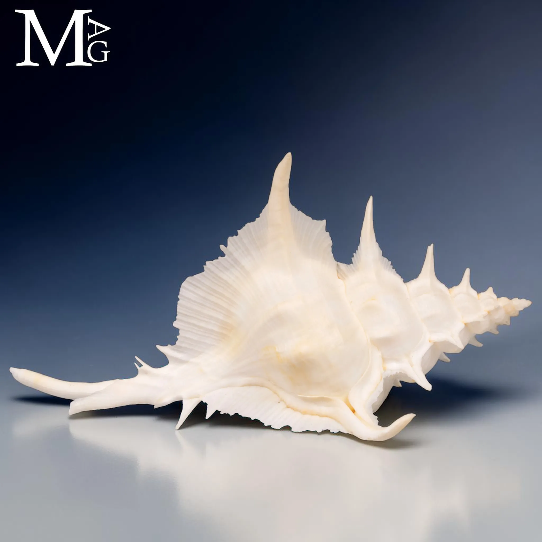Siratus alabaster delle Filippine – Esemplare da Collezione di 160 mm