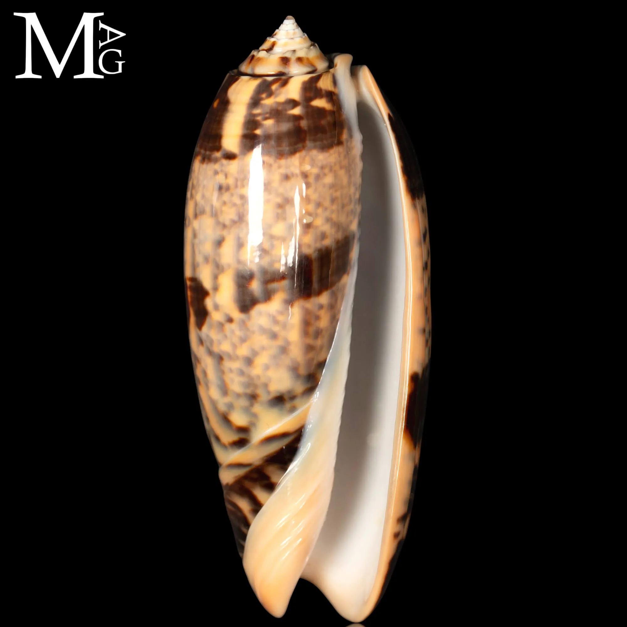 Oliva Tremulina – Flammeacolour.