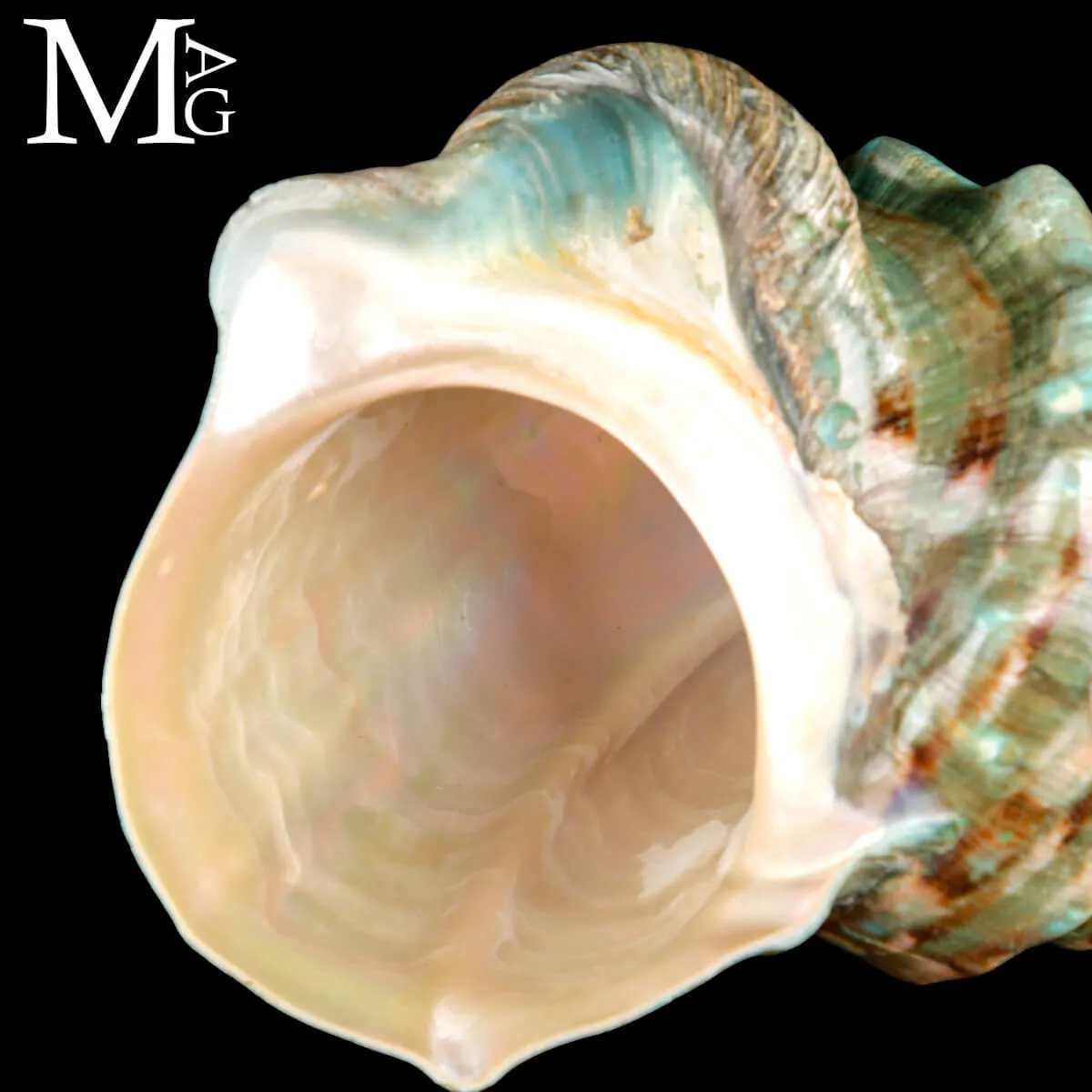 Turbo Marmoratus –  Ludidata - Tahiti