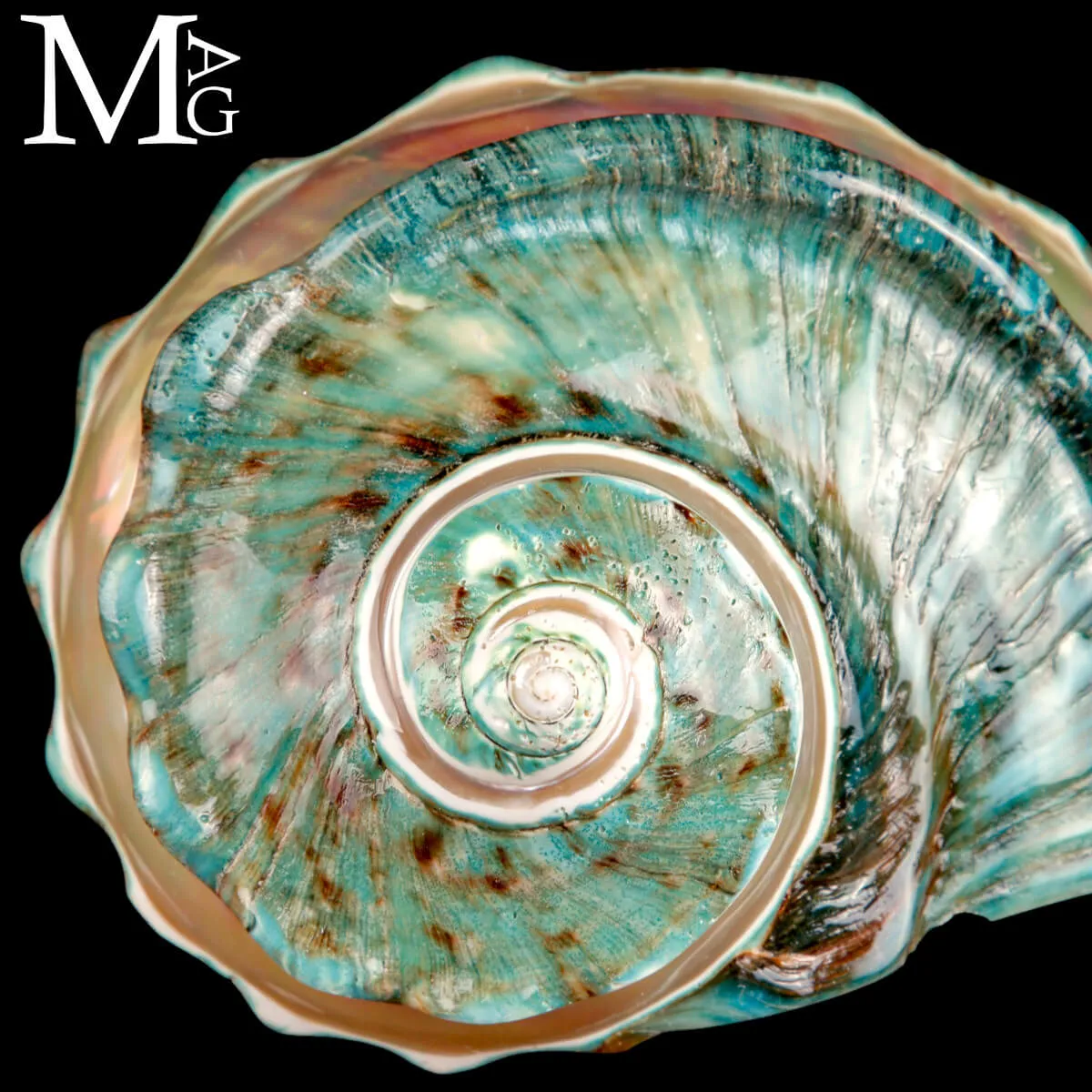 Turbo Marmoratus – Il Respiro della Luce