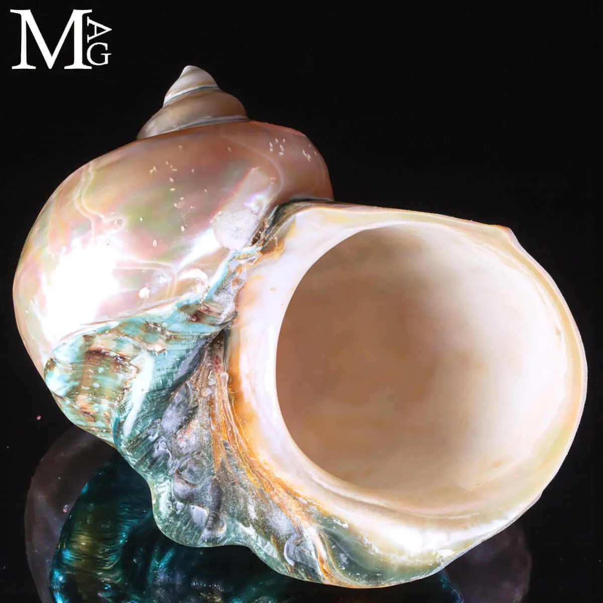 Turbo Marmoratus – Conchiglia naturale - Madreperla