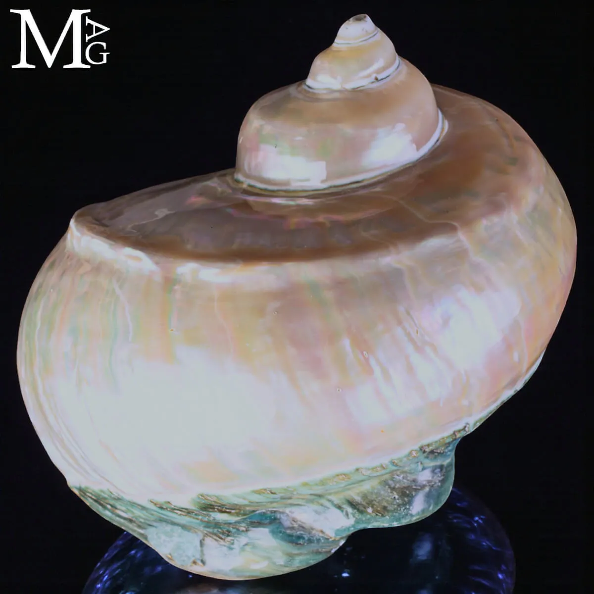 Turbo Marmoratus – Conchiglia naturale - Madreperla