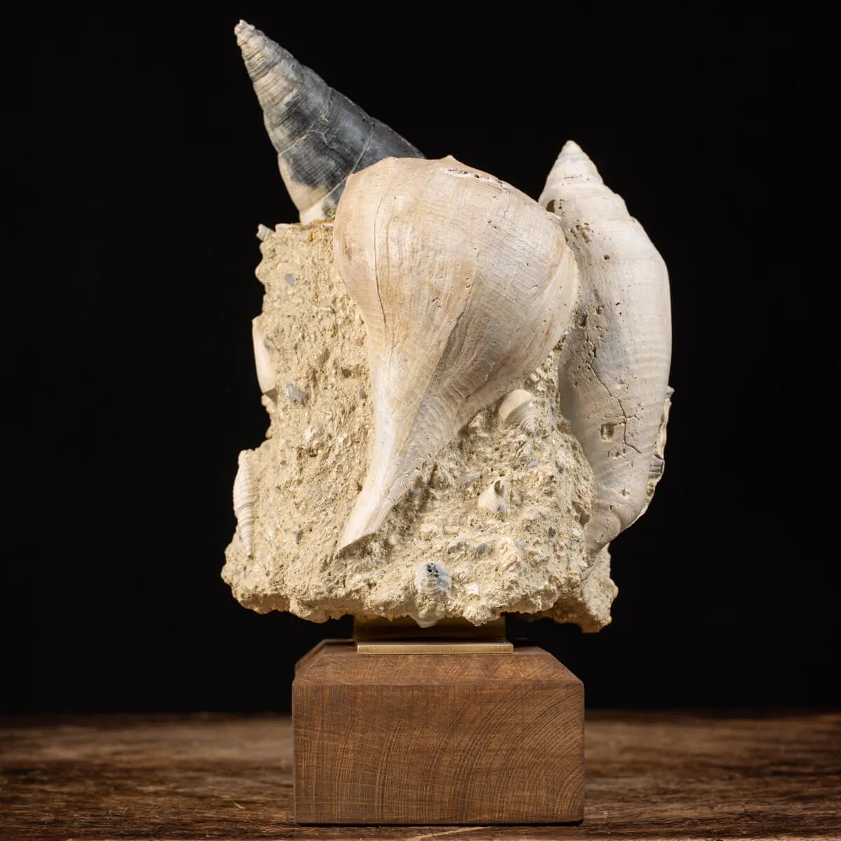 Agglomerato Naturale Conchiglie Fossili